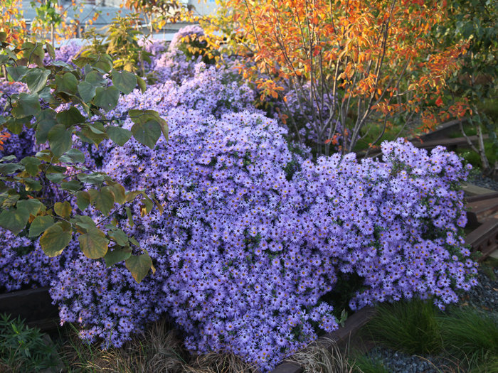 Aster-oblongifolia-'Raydon'.jpg